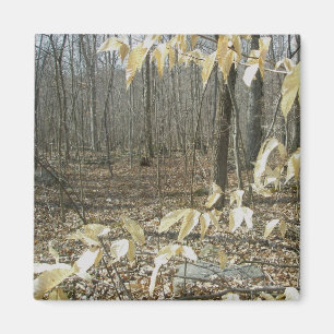 Winter Birch Magnet Magneet