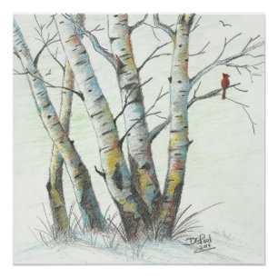 Winter Birches gekleurd potlood Art Perfect Poster