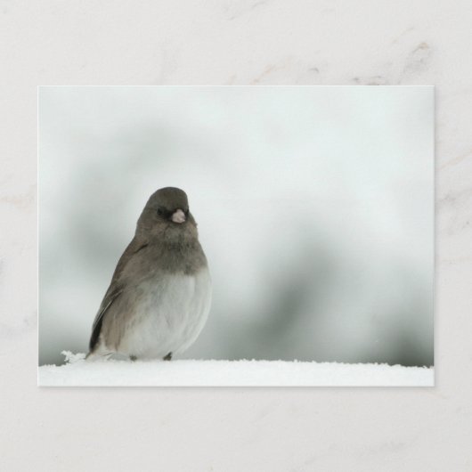 Winter Bird Briefkaart (Voorkant)