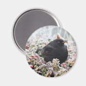 Winter Blackbird Magneet (Voorkant / Achterkant)