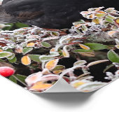 Winter Blackbird Poster (Hoek)