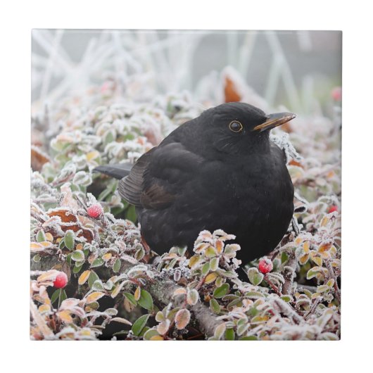 Winter Blackbird Tegeltje (Voorkant)