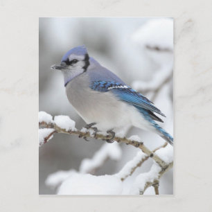 Winter Blue Jay Briefkaart