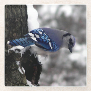 Winter Blue Jay Glazen Onderzetter