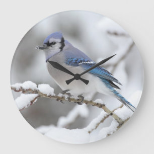 Winter Blue Jay Grote Klok