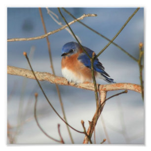 Winter Bluebird 8x8 Foto Afdruk
