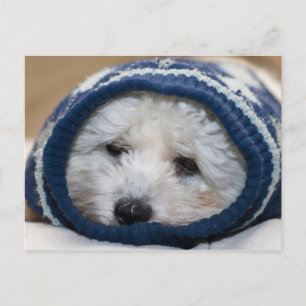 Winter Blues Puppy Briefkaart