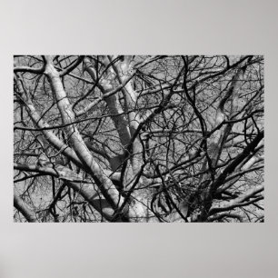 Winter Branches (B&W) Poster