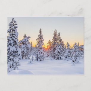 Winter Coniferen Zonsondergang Natuur Briefkaart