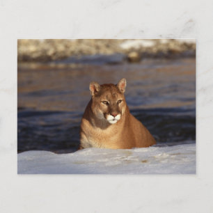 Winter Cougar Briefkaart