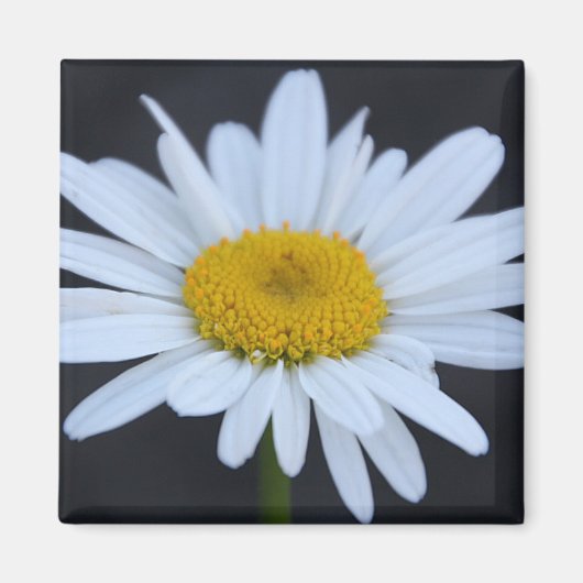 Winter Daisy Magneet (Voorkant)