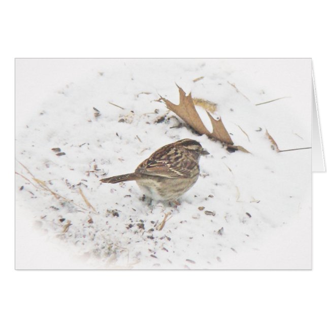 Winter en Sparrow (Voorkant Horizontaal)