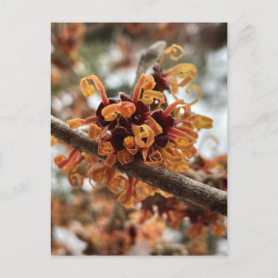 Winter Fire Holiday Briefkaart