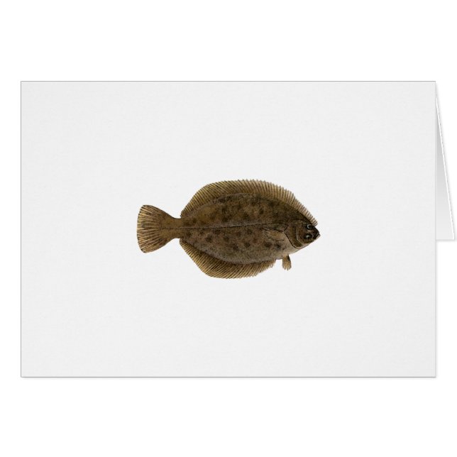 Winter Flounder - Blackback (Voorkant Horizontaal)