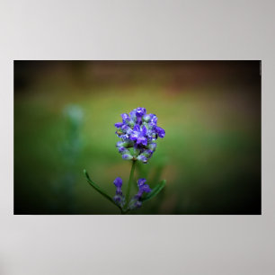 Winter Freeze Poster