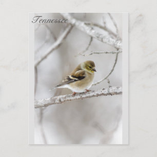 Winter Goldfinch Briefkaart
