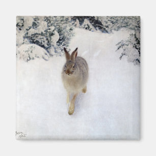 Winter Hare (Rabbit), Bruno Liljefors Magneet