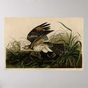 Winter Hawk, John James Audubon's Birds of America Poster
