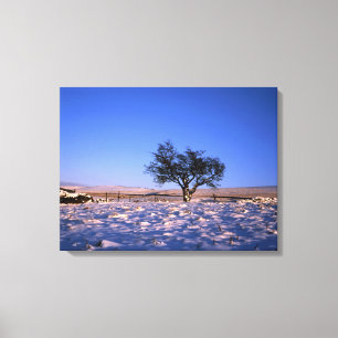Winter Hawthorn Tree Holiday Card Canvas Afdruk