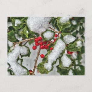 Winter - Holly met ijs bekleed Briefkaart