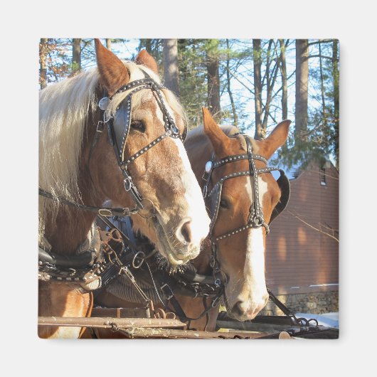 Winter Horses Sturbridge Village Magnet Magneet (Voorkant)