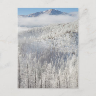 Winter in het Pike National Forest Briefkaart