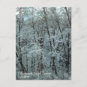Winter in het staatsbos van Tillamook, Oregon Briefkaart