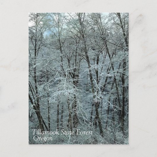 Winter in het staatsbos van Tillamook, Oregon Briefkaart (Voorkant)