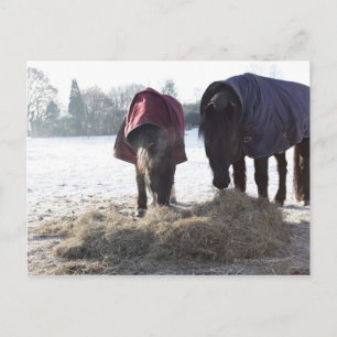 Winter in Rural Hertfordshire, Engeland Briefkaart
