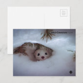 Winter - Korte zandspiering Briefkaart (Voorkant / Achterkant)