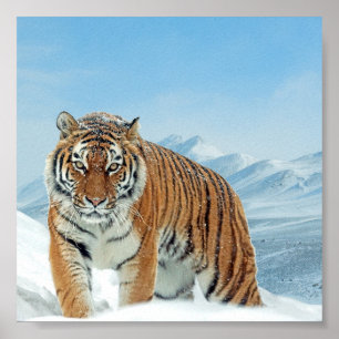 Winter Nature Photo Poster des Monts Tiger Neige