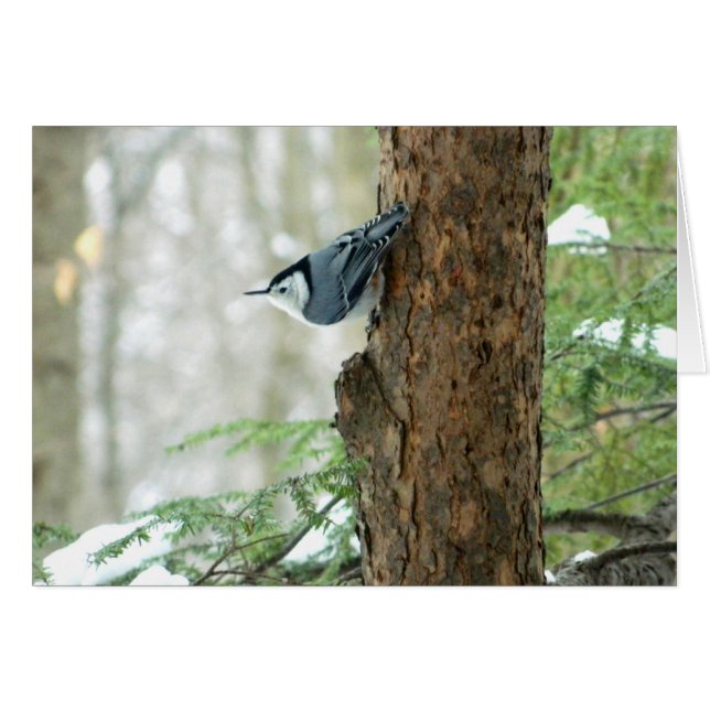Winter Nuthatch-kaart (Voorkant Horizontaal)