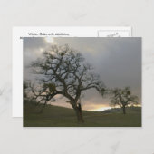 Winter Oaks met Mistletoe Briefkaart (Voorkant / Achterkant)