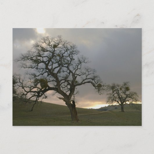 Winter Oaks met Mistletoe Briefkaart (Voorkant)