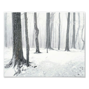 Winter op de Bossen Foto Afdruk