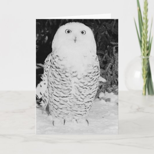 Winter Owl Feestdagen Kaart (Voorkant)