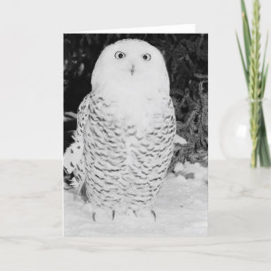 Winter Owl Feestdagen Kaart
