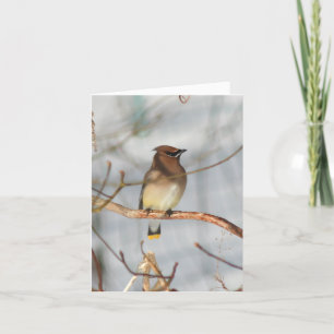 Winter Pestvogel Vogel Natuurfotografie Notitiekaartje