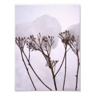 Winter, Planten in de sneeuw Professional Foto Afdruk