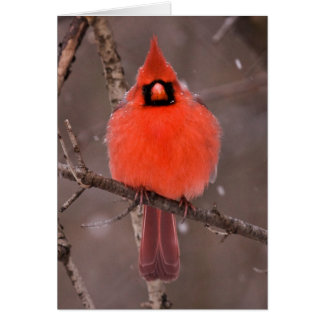 Winter Plumage