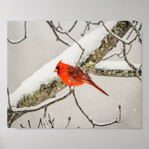 Winter Red Male Kardinaal Bird Wildlife Archival Poster
