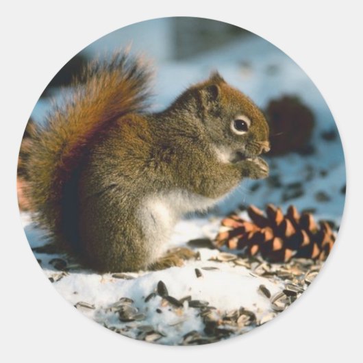 Winter Red Squirrel Holiday Kaarten Ronde Sticker (Voorkant)