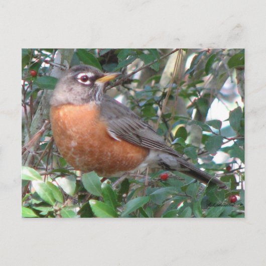 Winter Robin Briefkaart (Voorkant)