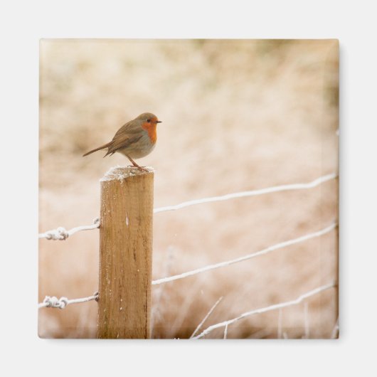 Winter Robin Redbormam Magneet (Voorkant)