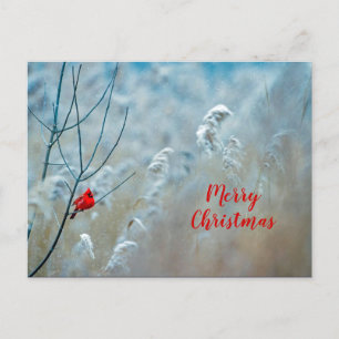 Winter Rode Kardinaal Sneeuw Foto Kerstmis Briefkaart