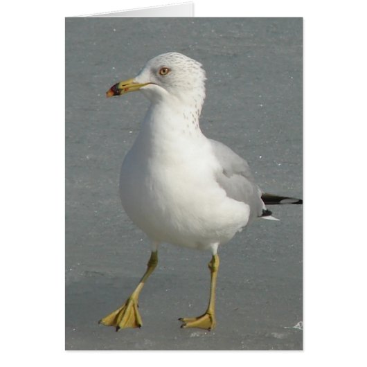 Winter Seagull (Voorkant)