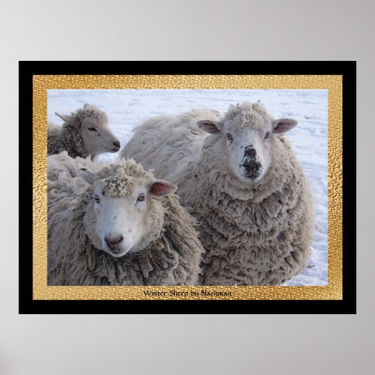 Winter Sheep Poster (Voorkant)