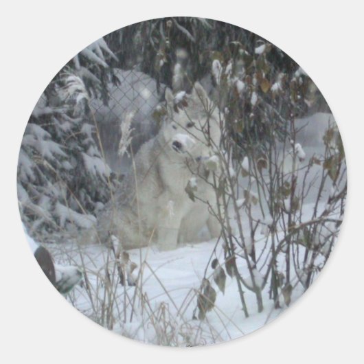 Winter Siberische Husky Sticker (Voorkant)