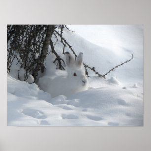 Winter Snow Bunny Art Poster