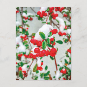 Winter Snow Red Berries Briefkaart